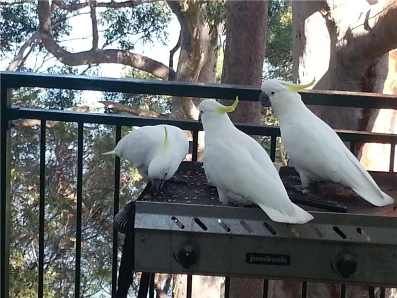 5 Dinjerra Crescent, Oatley NSW 2223