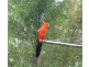Wondecla QLD 4887