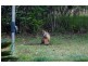 Wondecla QLD 4887