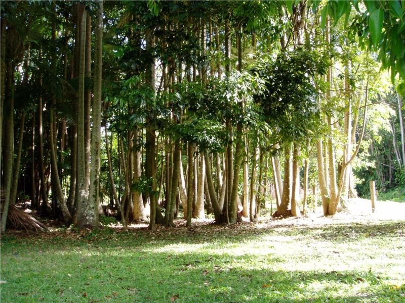 219 Blindmouth Road, Main Arm NSW 2482