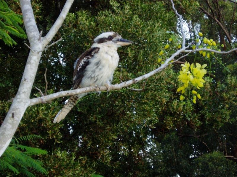 219 Blindmouth Road, Main Arm NSW 2482