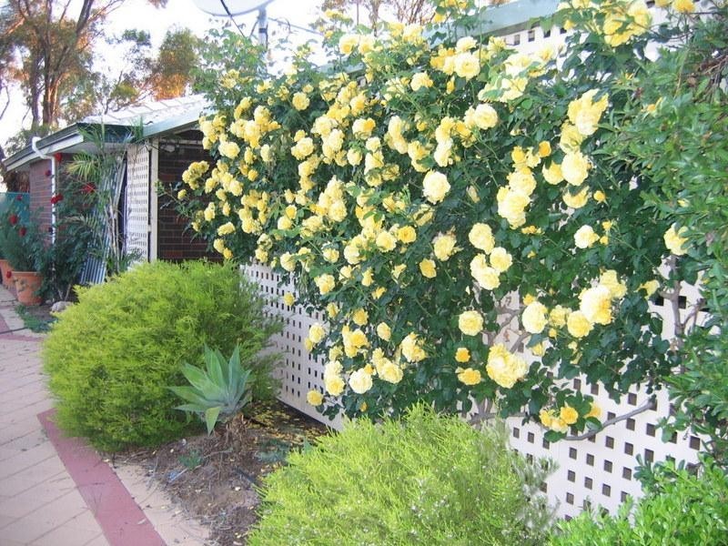 20316 Liebeck Road, Bruce Rock WA 6418