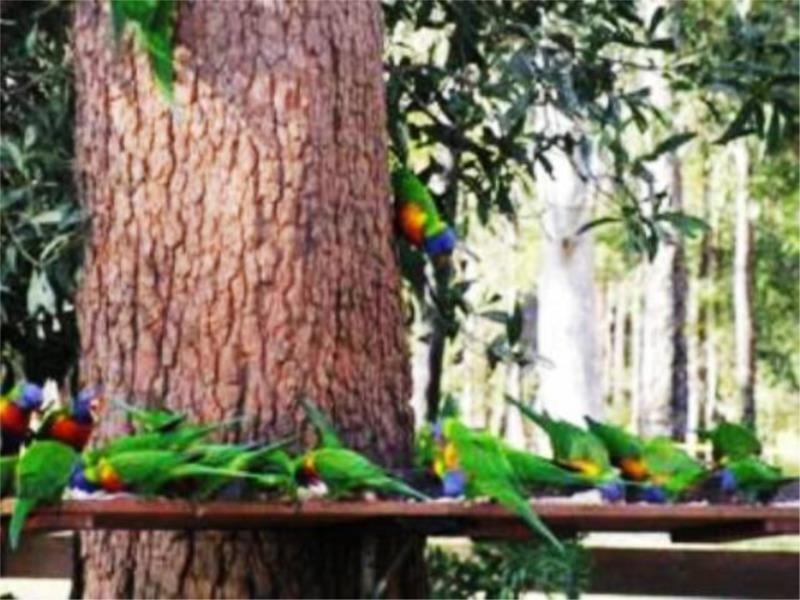 5 Robin Place, Gulmarrad NSW 2463