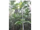 Lot 1 Motts Road, Upper Main Arm NSW 2482