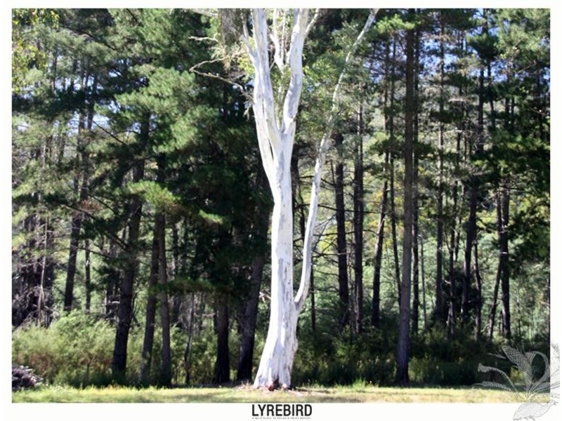 5A Lyrebird Gully Road, Harrietville VIC 3741