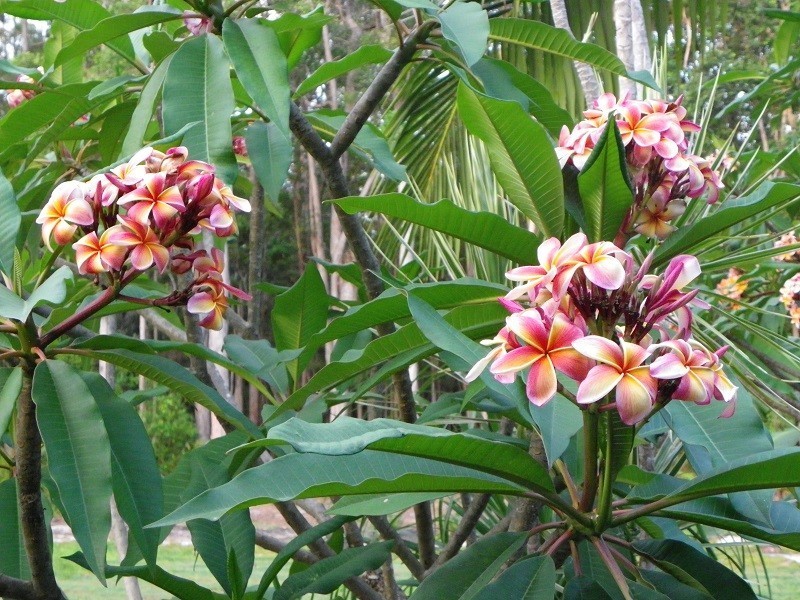 69 Hempsall Road, Cootharaba QLD 4565