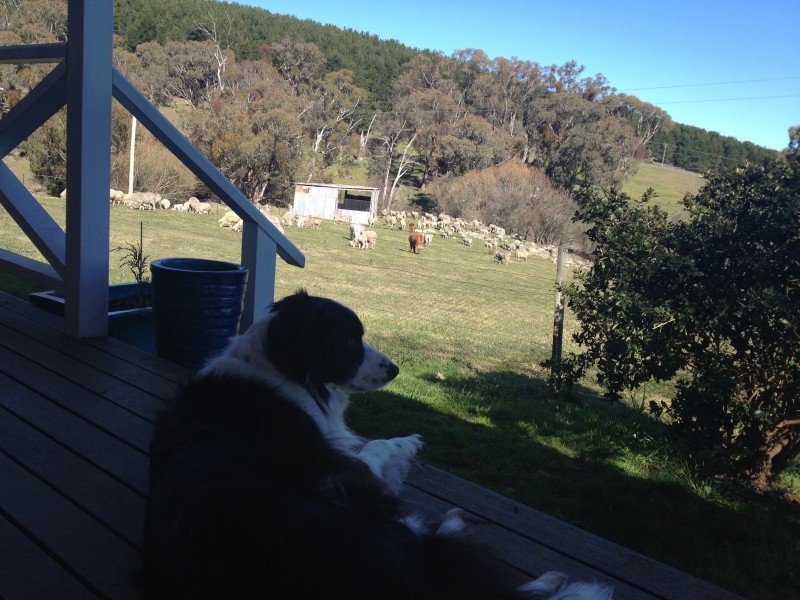 1236 Tooma Road, Tumbarumba NSW 2653