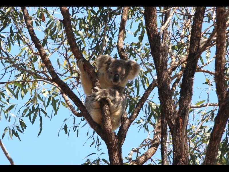Wallaces Creek QLD 4310