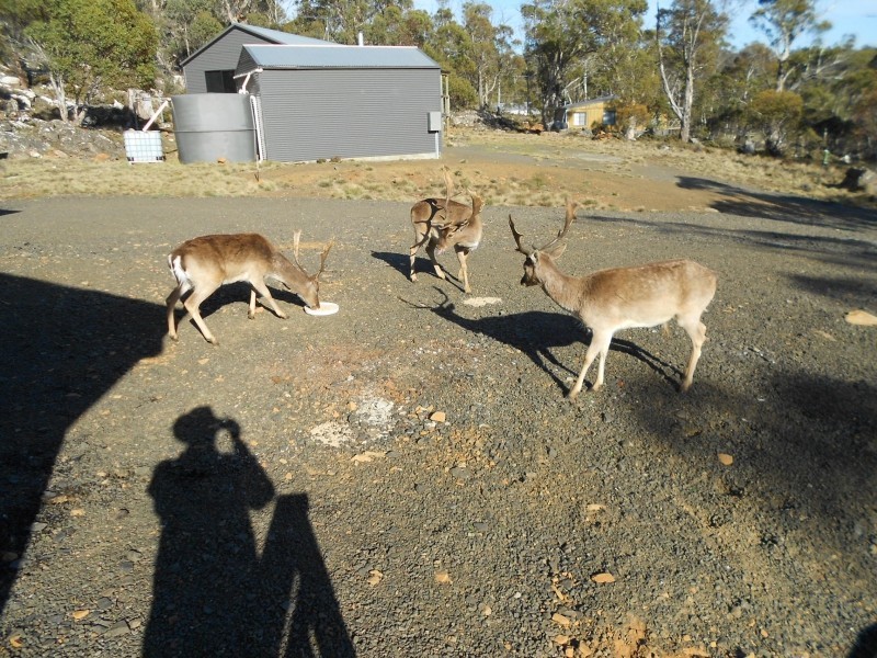 21 Cider Gum Road, Miena TAS 7030