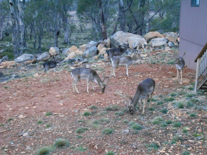 21 Cider Gum Road, Miena TAS 7030