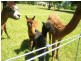 189 Bullocky Way, Failford NSW 2430