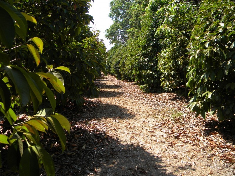 5 Warren Road, Lambells Lagoon NT 0822