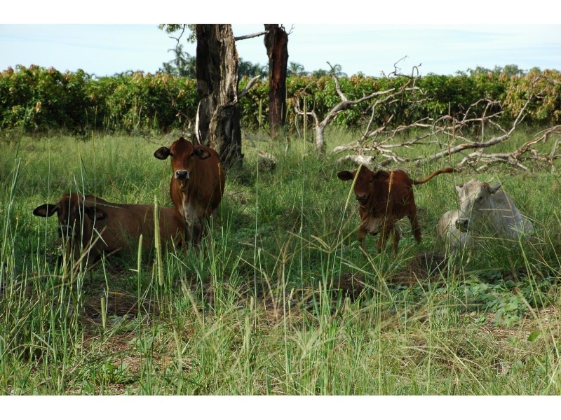 5 Warren Road, Lambells Lagoon NT 0822