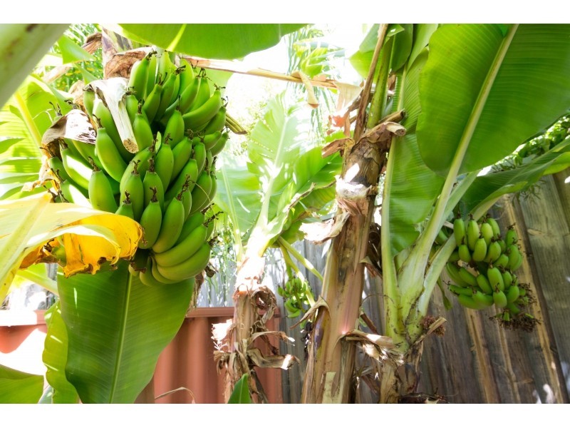 7 Brookmount Drive, Ellenbrook WA 6069