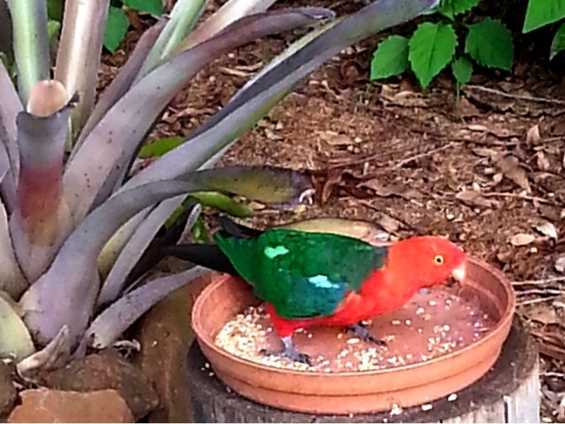 Tamborine Mountain QLD 4272