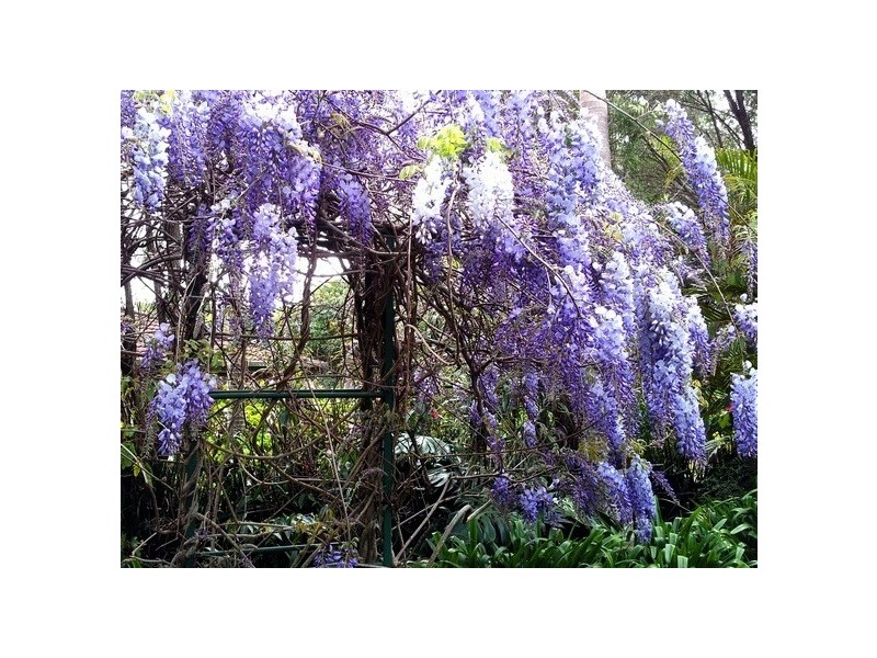 Tamborine Mountain QLD 4272