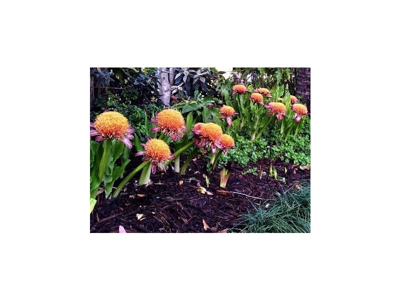 Tamborine Mountain QLD 4272