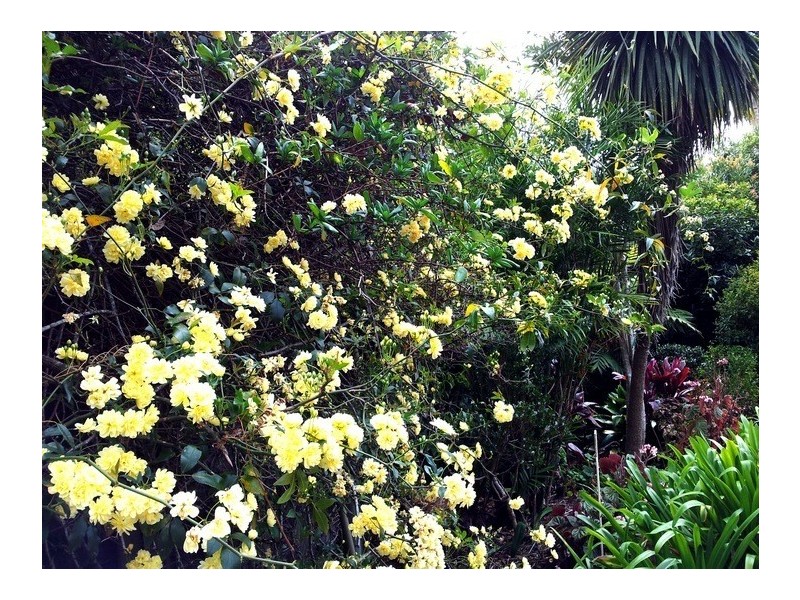 Tamborine Mountain QLD 4272