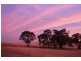 438 Wickham Lane, Young NSW 2594