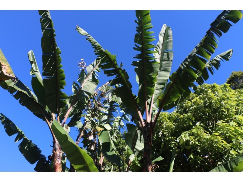 28 Bellview Drive, Ravenshoe QLD 4888