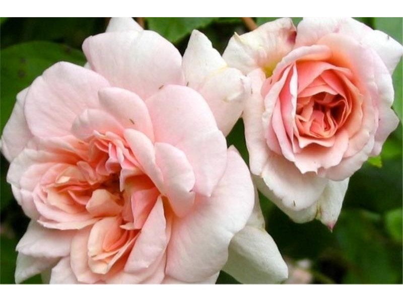 7 Gallagher Street, Cessnock NSW 2325