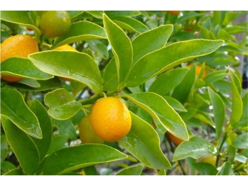 7 Gallagher Street, Cessnock NSW 2325