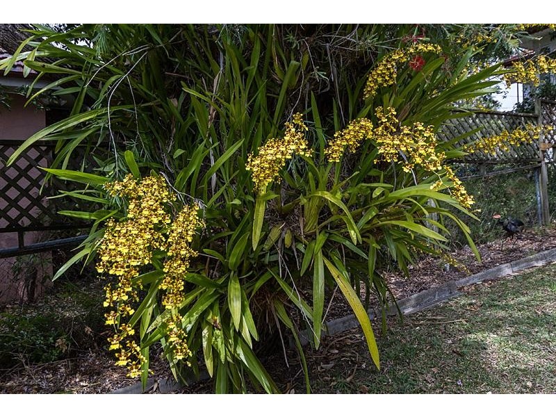 16 Dempsey Street, Annerley QLD 4103