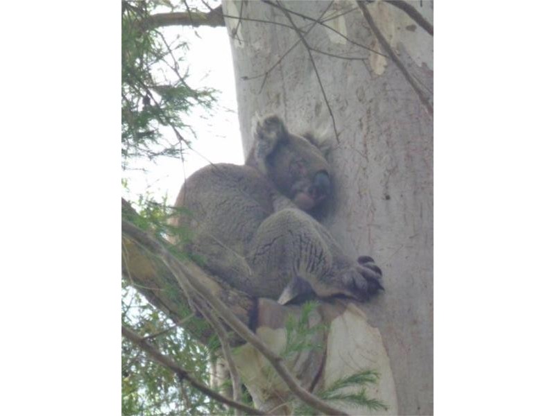 15 Californian Crescent, Glenalta SA 5052