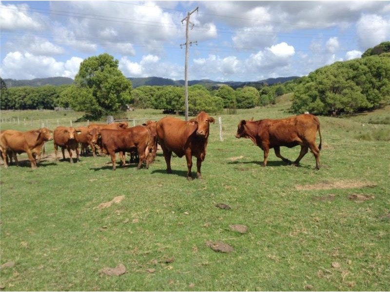 1065 Obi Obi  Road, Obi Obi QLD 4574
