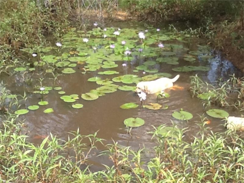 93 Lakeview Drive, Alloway QLD 4670