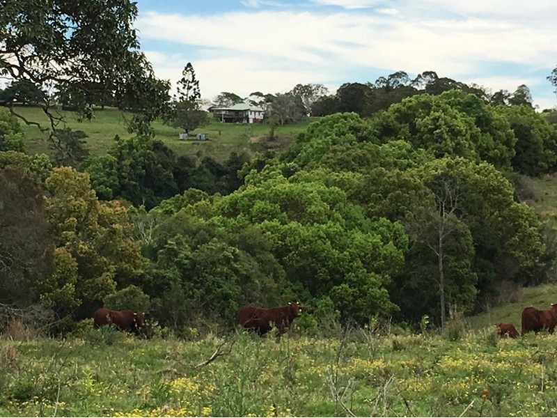 488 Dunoon Road, Tullera NSW 2480