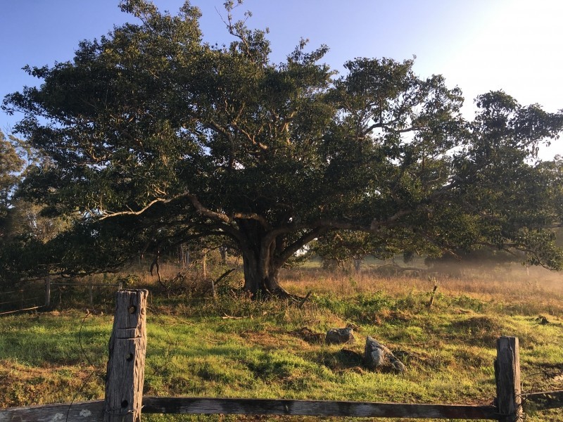 488 Dunoon Road, Tullera NSW 2480