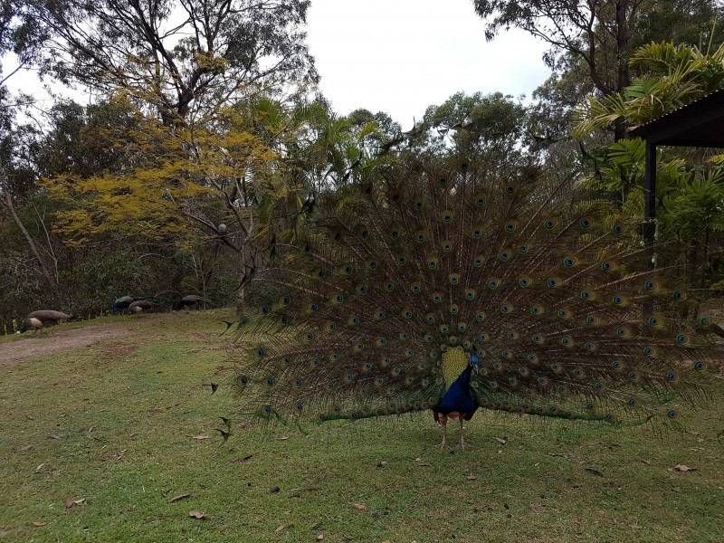 294 Mount Petrie Road, Mackenzie QLD 4156