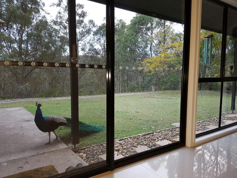 294 Mount Petrie Road, Mackenzie QLD 4156