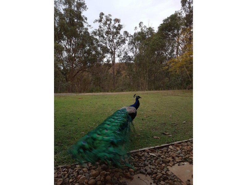 294 Mount Petrie Road, Mackenzie QLD 4156