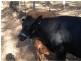 12 Harrier Place, Warner QLD 4500