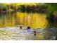 401 Terania Creek Road, Terania Creek NSW 2480