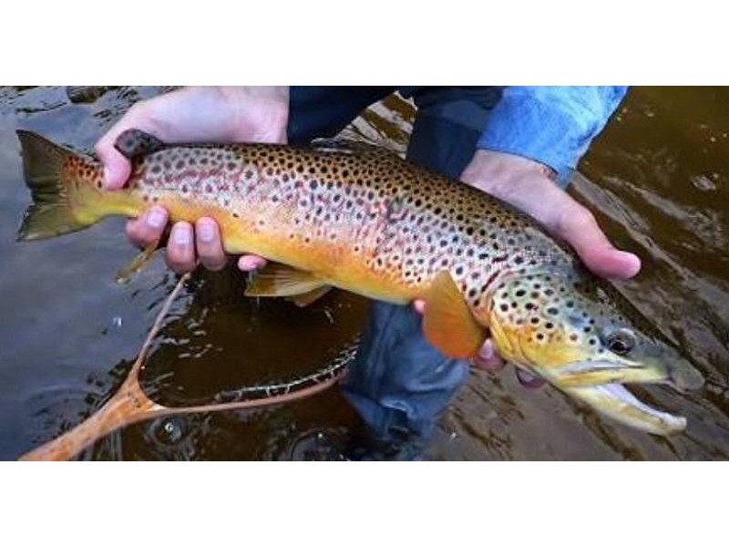 3565 Yarra Junction – Noojee Road, Piedmont VIC 3833