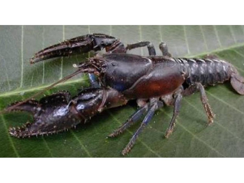 3565 Yarra Junction – Noojee Road, Piedmont VIC 3833