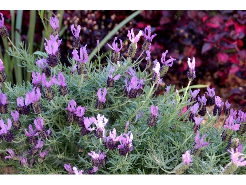 19 Alkoomie Close, Davistown NSW 2251