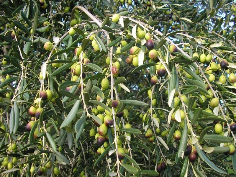 194 Hahn Road, Sellicks Hill SA 5174