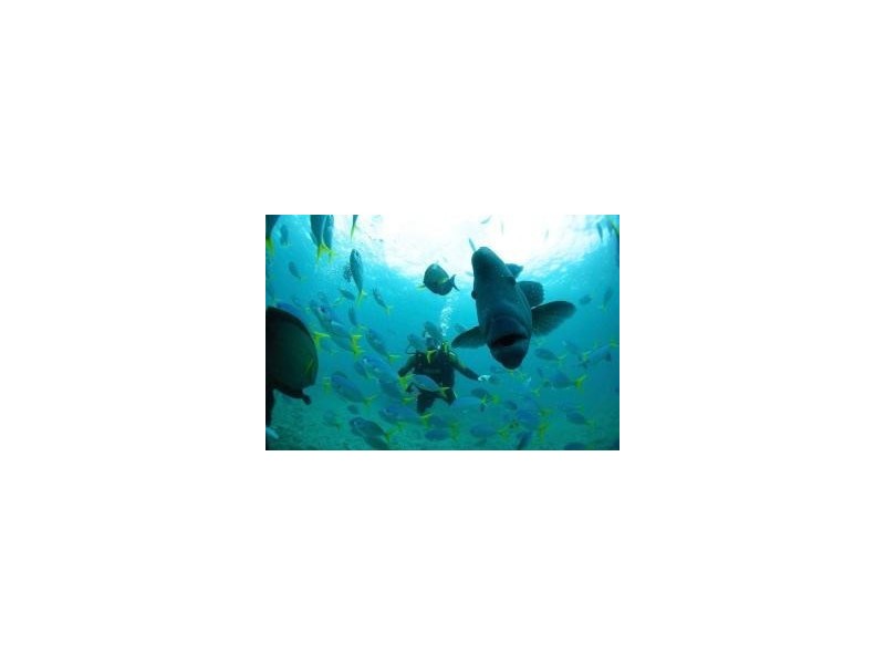 4 Airlie Crescent, Airlie Beach QLD 4802