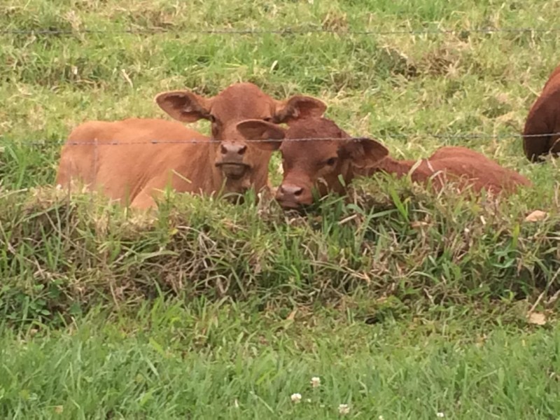 249 River Road, Peachester QLD 4519