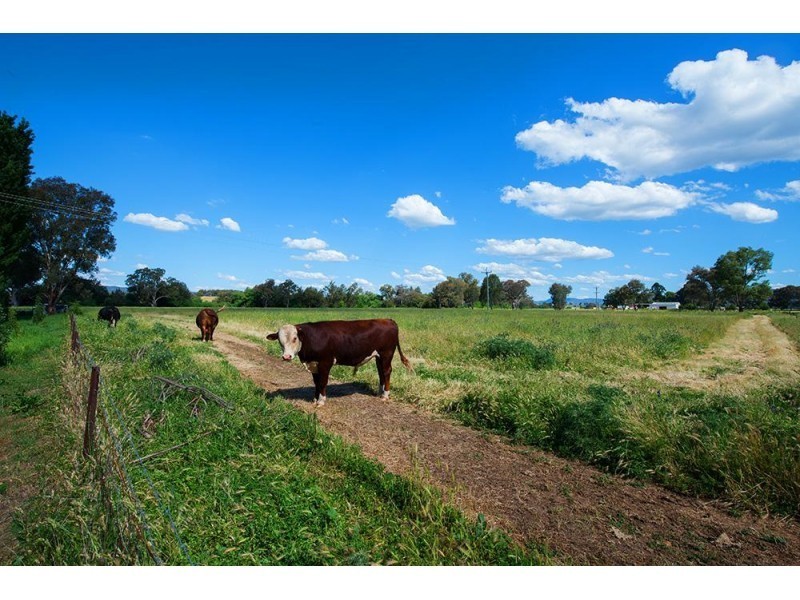 228 Wilbetree Road, Mudgee NSW 2850