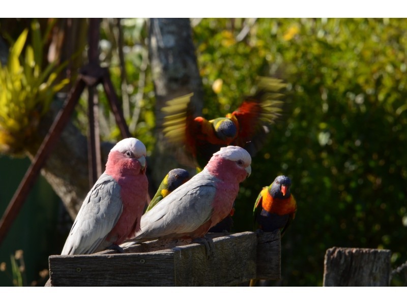 462 Ashby-Tullymorgan Road, Ashby NSW 2463