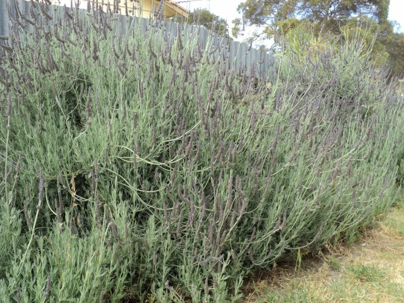 35 Peake Terrace, Coonalpyn SA 5265