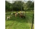 RN32 Riverlea Close, Malanda QLD 4885