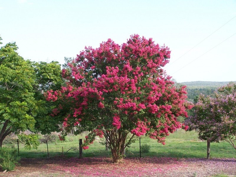 1081 Limestone Road, Ashford NSW 2361