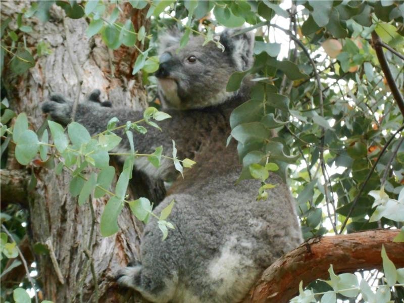 2132 Mount Napier Road, Gazette VIC 3289