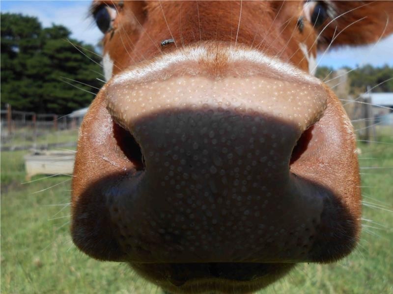 2132 Mount Napier Road, Gazette VIC 3289